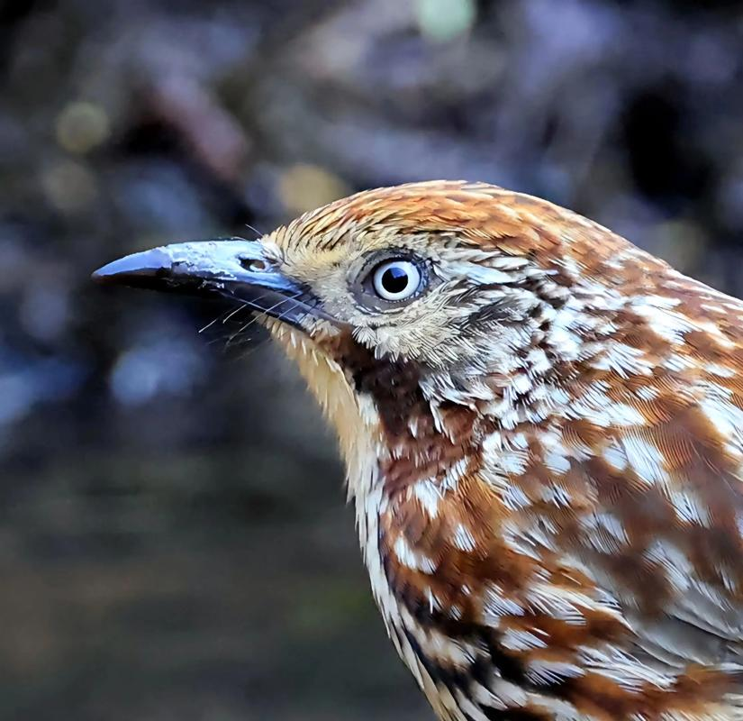矛纹草鹛:自然交响乐团的精灵歌手