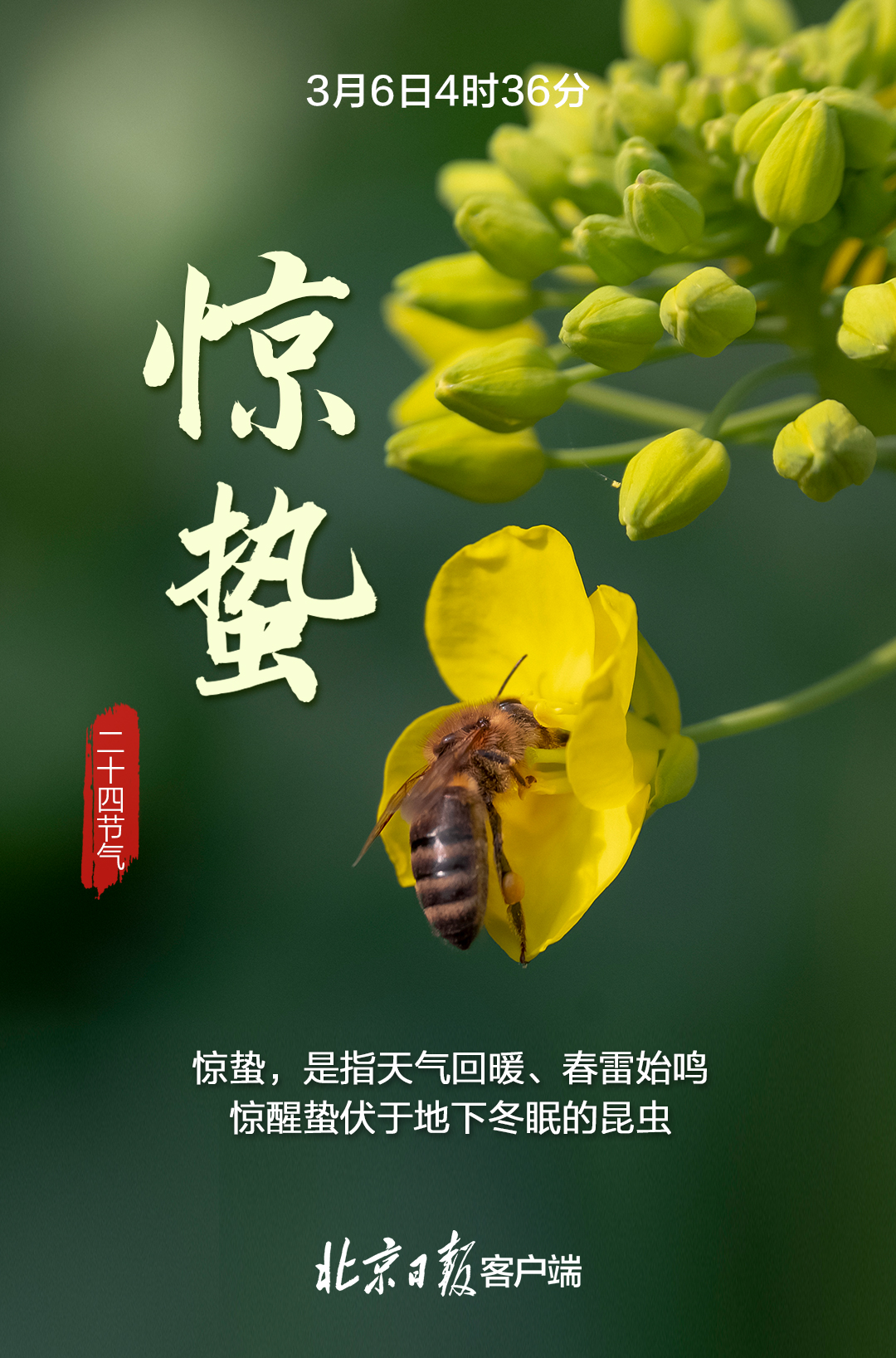今日惊蛰!仲春开始,春回大地,万物复苏