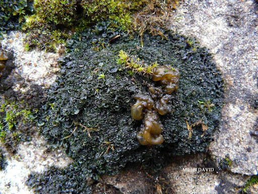 农村路边看上去很脏的"雷公屎",怎么就成为深受喜爱的美食?