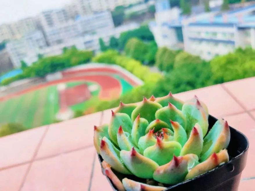 我为两校传"情书"|重庆市丰都中学&武汉理工大学