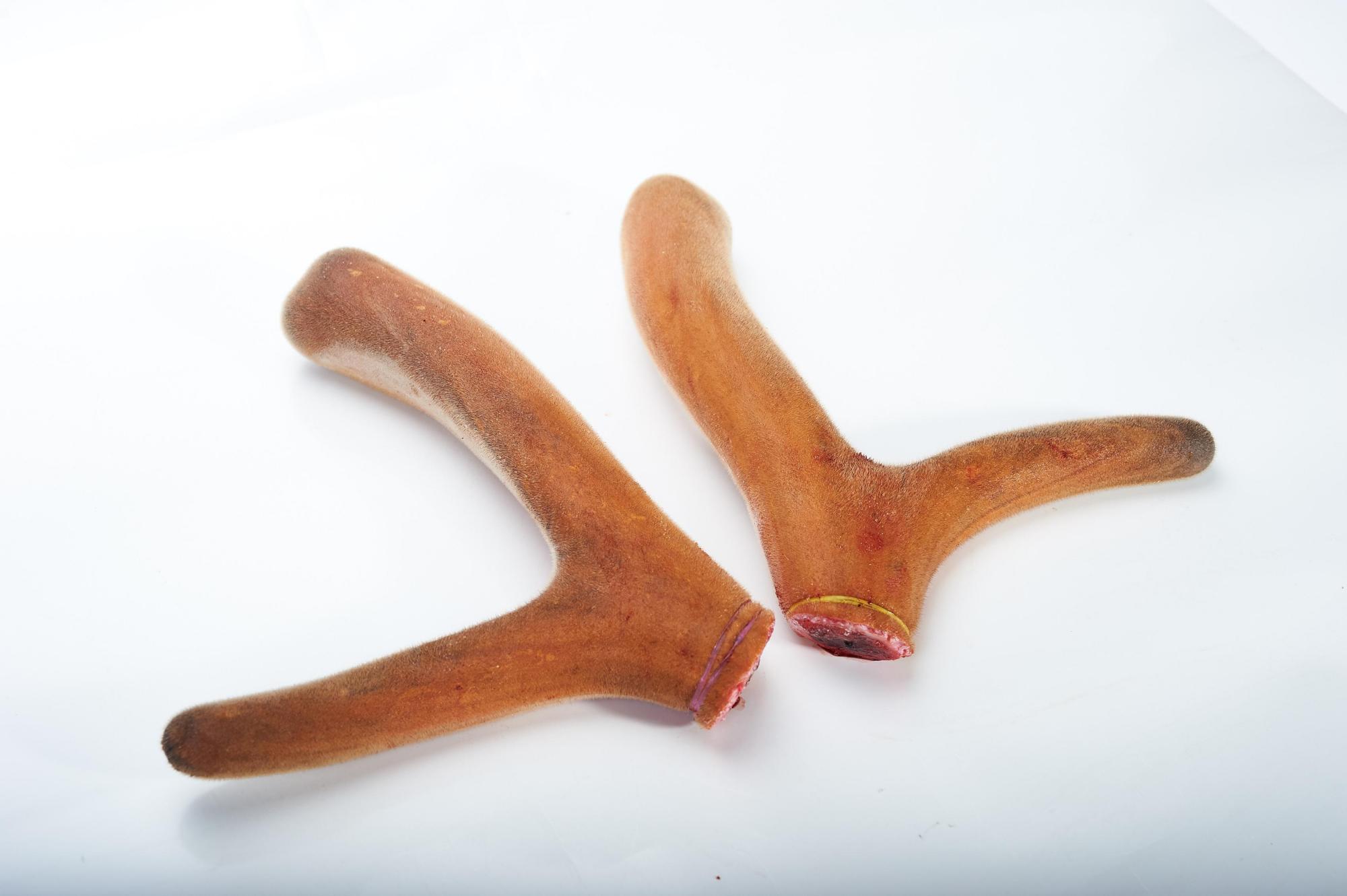 教你识别真假鹿茸