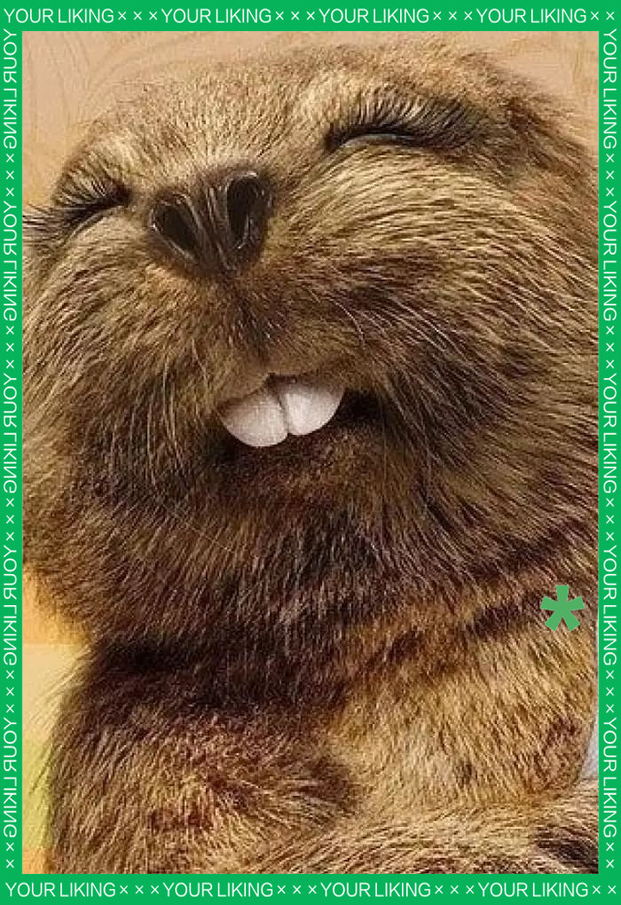 趣味萌宠探秘:土拨鼠的多样叫声与丰富表情包