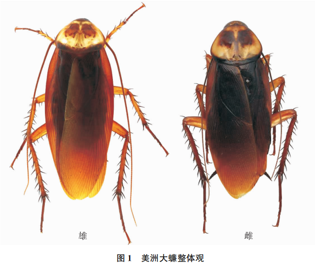 美洲大蠊抗癌效果图片