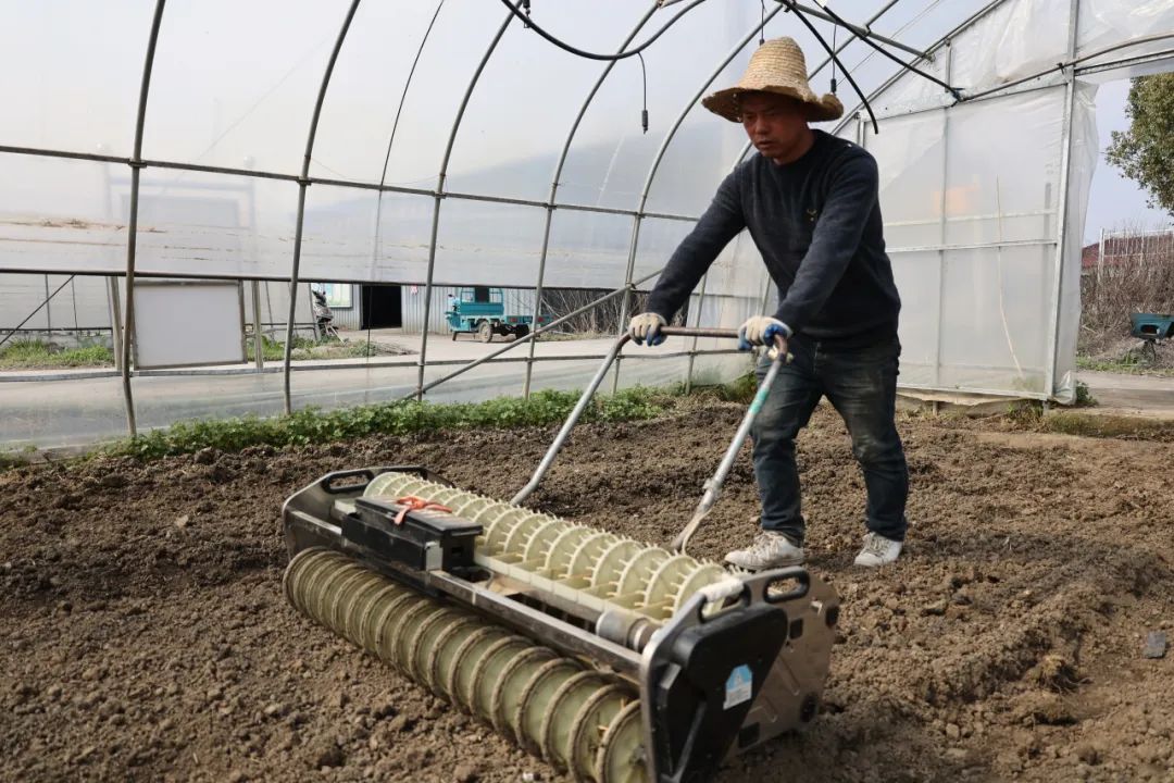 早春"订单蔬菜"播种忙