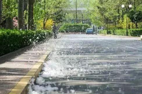 四月飘"雪"!秦皇岛即将进入盛飞期