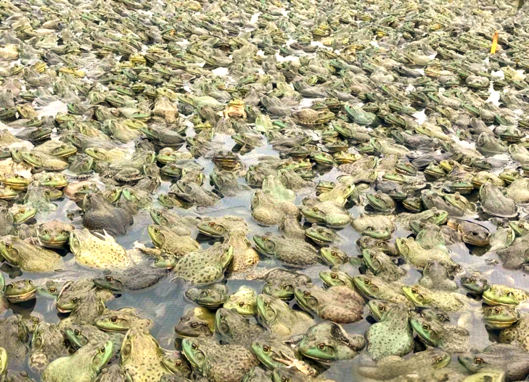 四月牛蛙养殖的综合管理要点