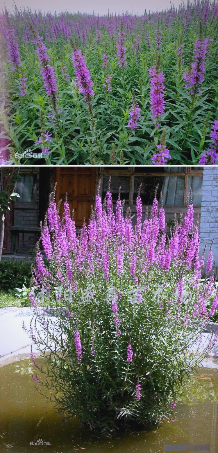 水生花卉全指南:从睡莲到梭鱼草的多样世界