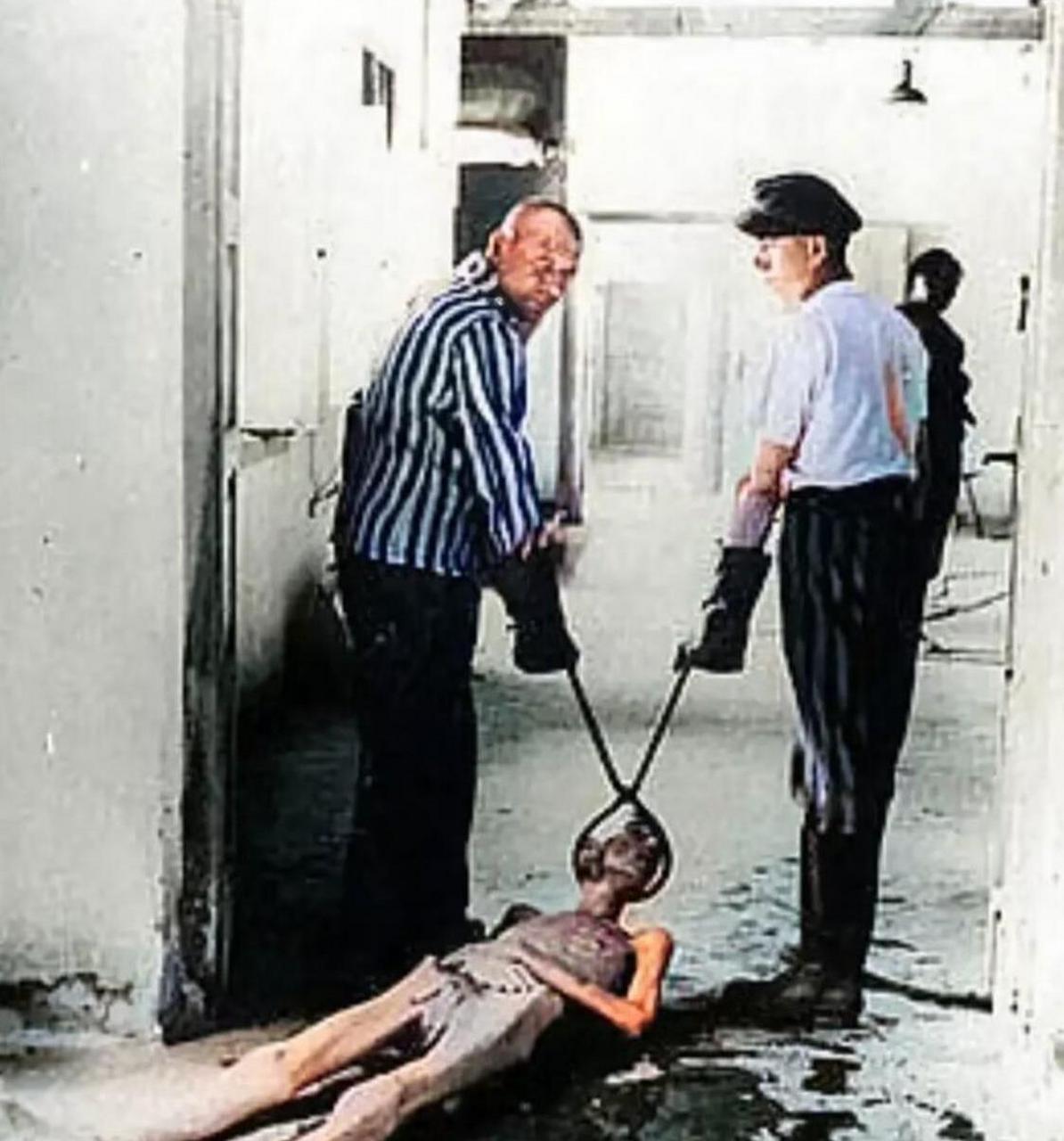 二战期间德国的达豪集中营.两名德国士兵抬着一具犹太人的尸体.