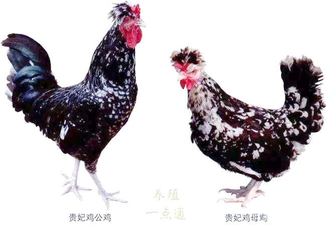 贵妃鸡的详细介绍与指南