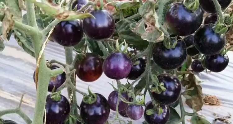 黑珍珠番茄阳台种植方法