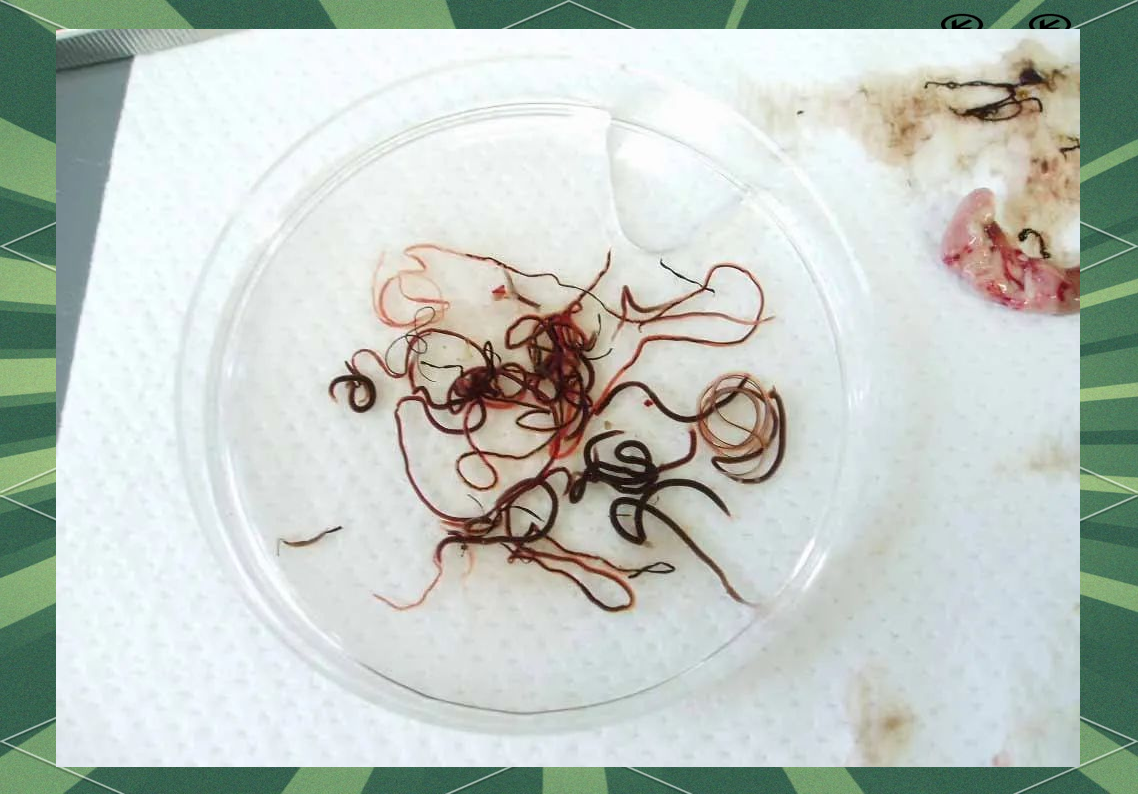 淡水大型鱼类寄生虫高清图片精选