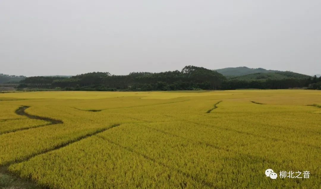 守在运粮车旁的粮农望着从收割机卸粮管倾泻而下的沉甸甸的稻谷,脸上