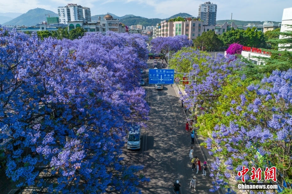 蓝楹花西昌图片