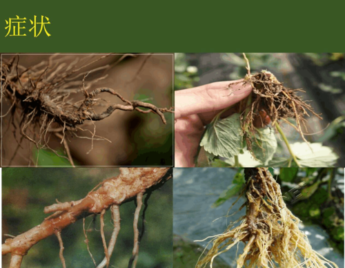 沙姜在生长过程中会遇到什么病害?怎样处理?