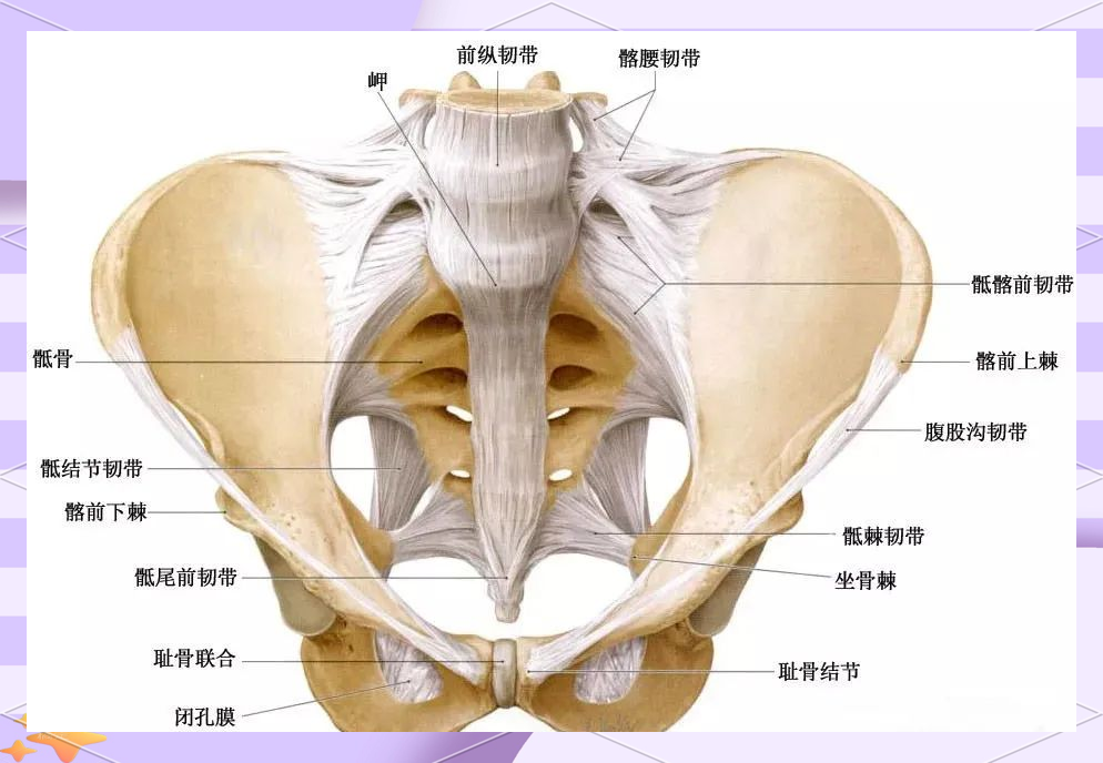 骶髂关节及骨盆结构的全面解析