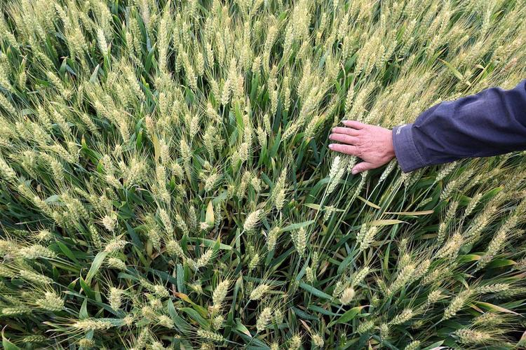 周麦27号小麦品种特性及栽培指南