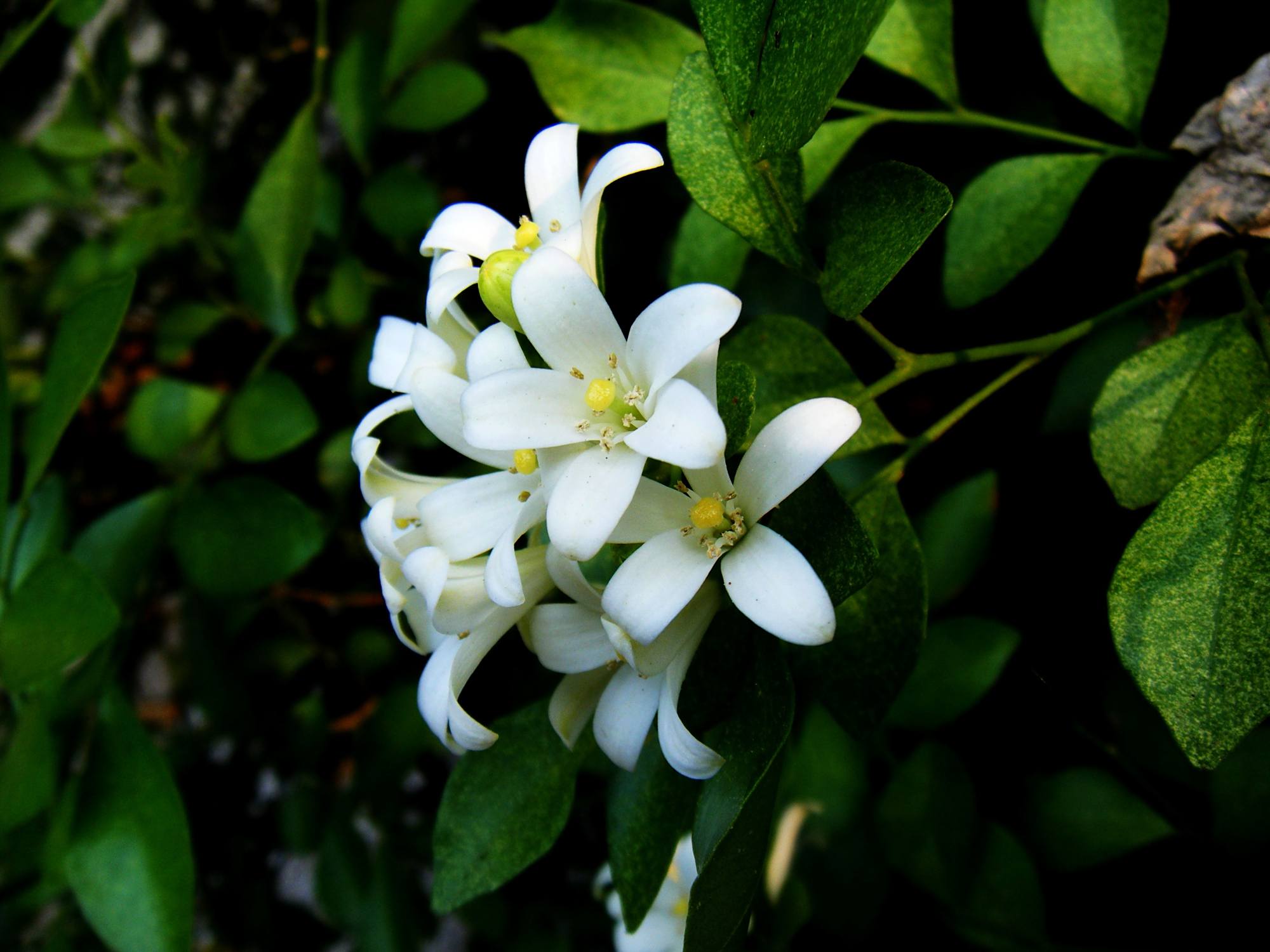 跟朋友说:遇到九里香记得采挖,家里但凡有空地,能种多少种多少