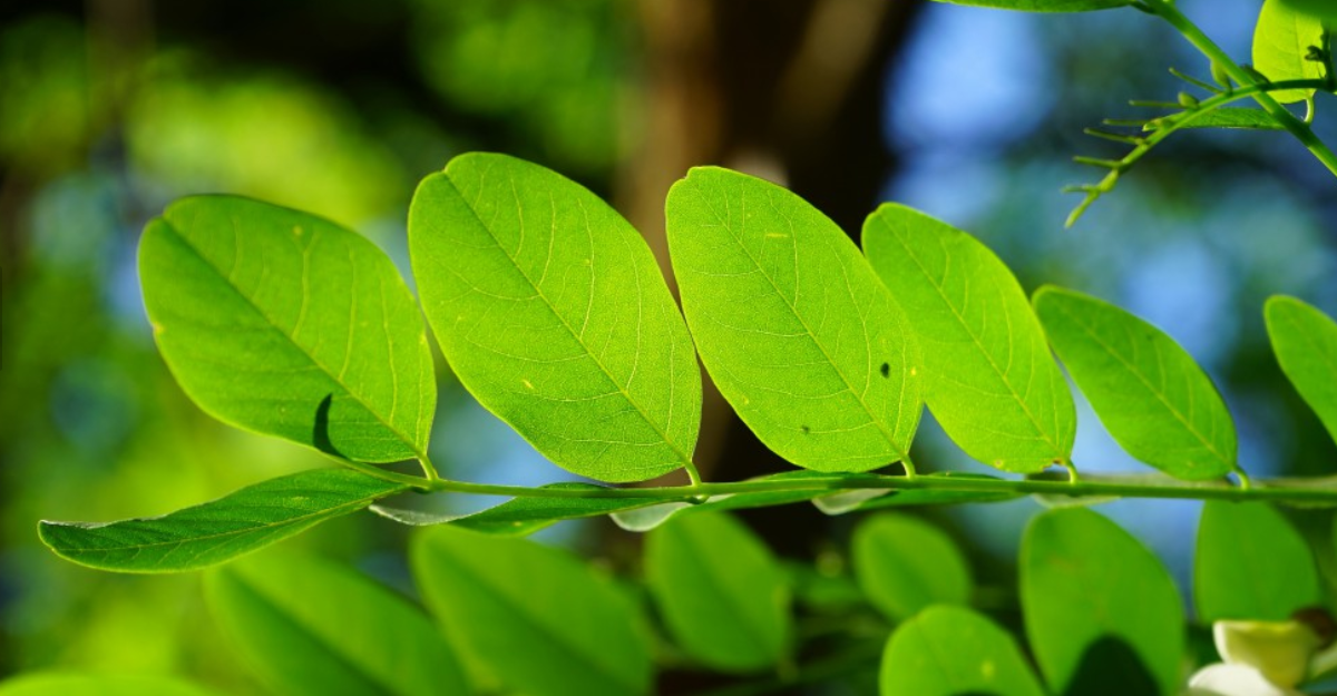 芳华如雪刺槐开——洋槐那些事儿