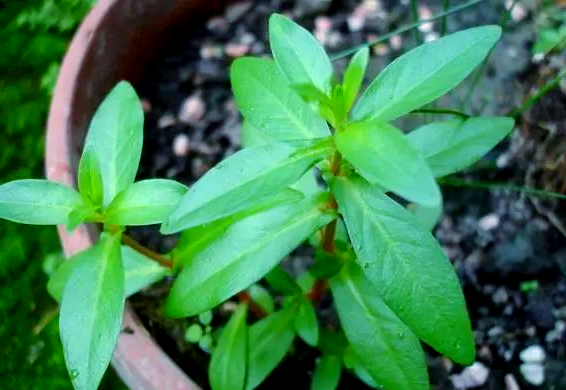 水苋菜的详细介绍与多种功效解析