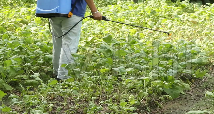 狗狗秧用什么除草剂可以除根