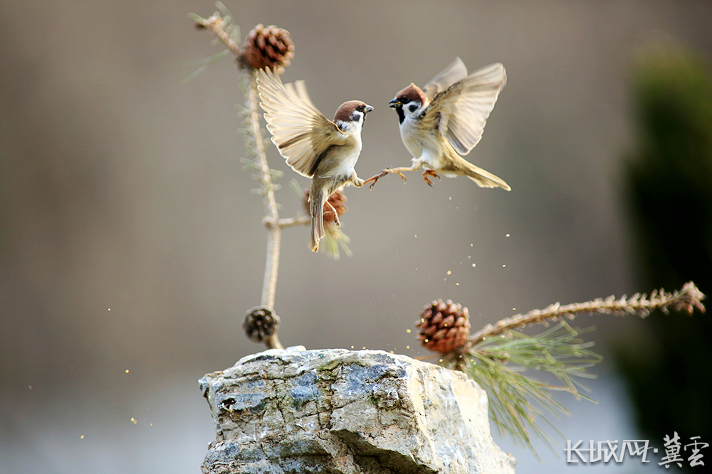 组图|河北衡水:跳动的冬日音符——麻雀