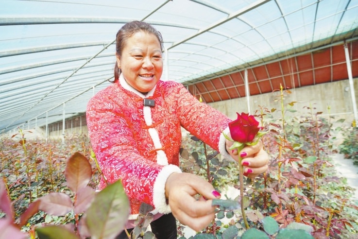 莒县招贤镇玫瑰花基地图片