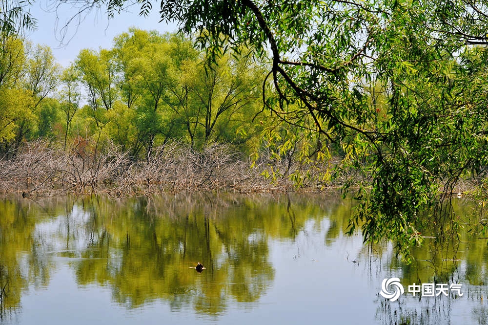 夏日的清凉 北京康西草原湿地水草丰美