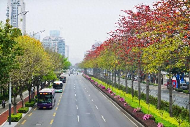上海,杭州,南京,武汉,合肥等城市中间分车绿带树种的选择标准