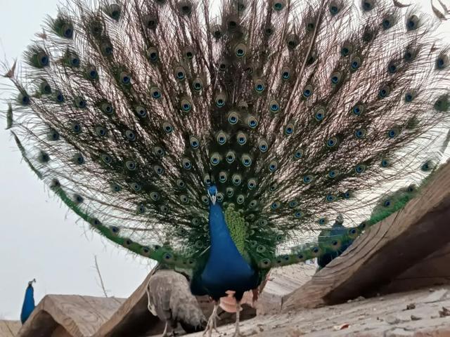 邯郸市复兴区园博动物园孩子的乐园