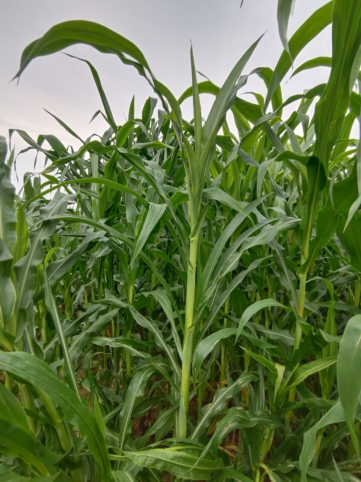 4.65m高的青贮玉米种质资源王家植物园区/21y017