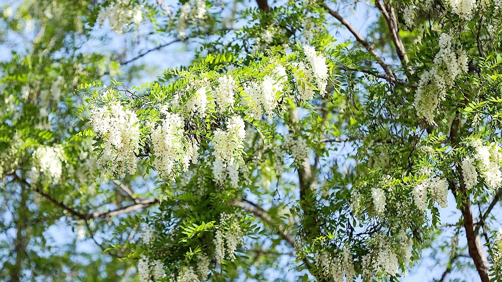 「视觉陕西」咸阳市永寿县:又是一年槐花开