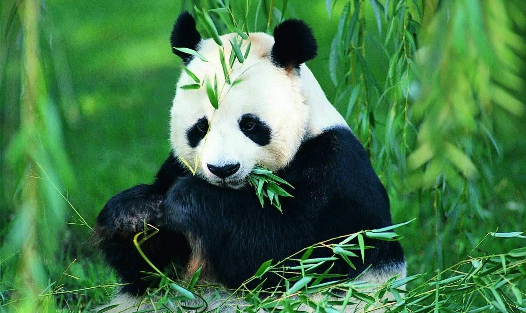 为什么光吃竹子也能吃成大胖子?科学家:发胖就是熊猫的命
