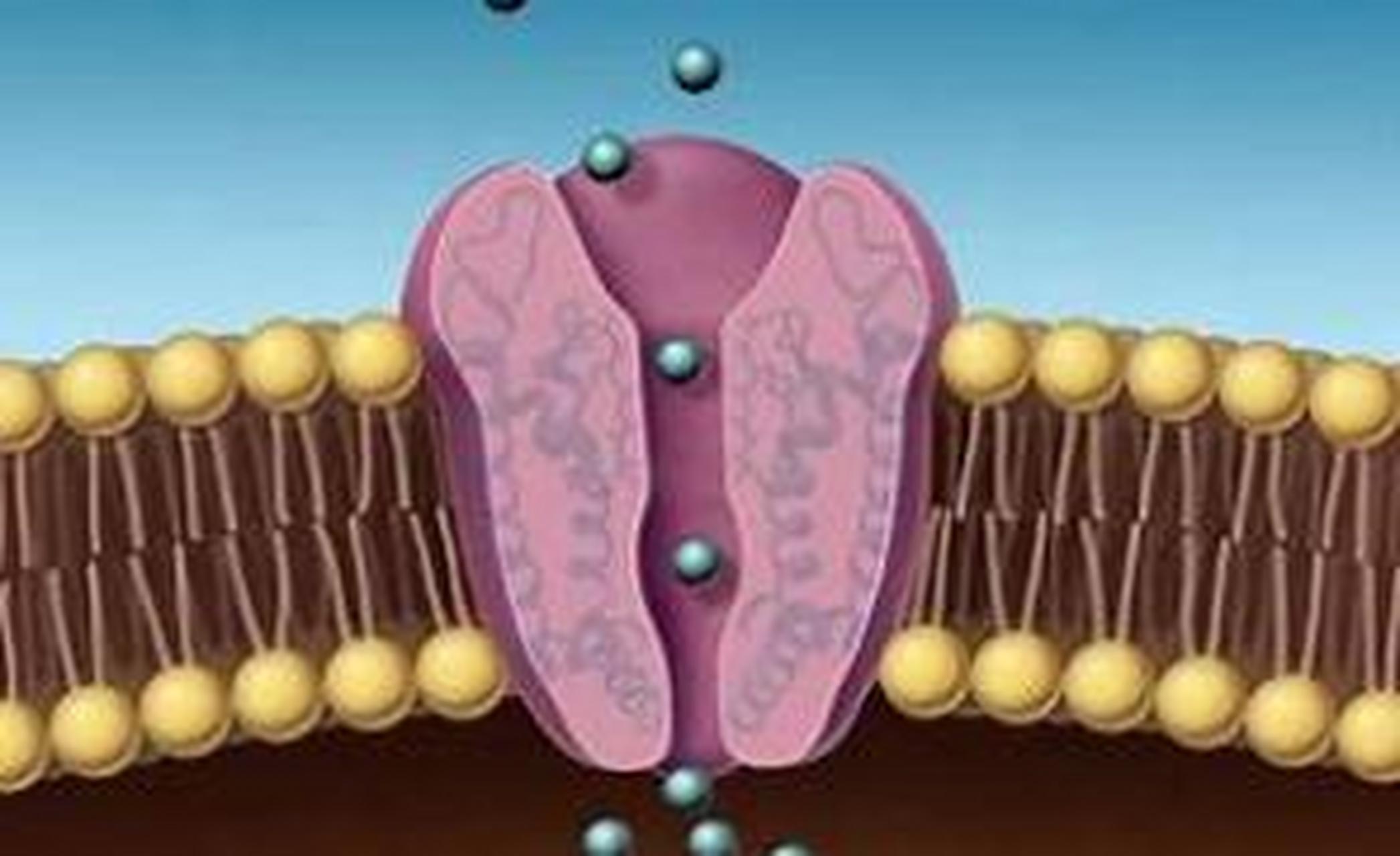 离子通道是一类嵌入于细胞膜上的蛋白质,可以控制离子通过细胞膜