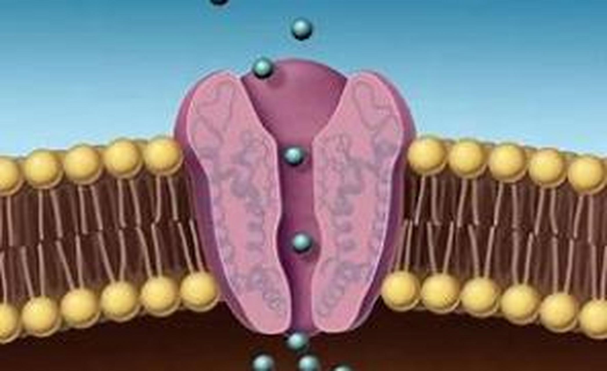 离子通道种类图片