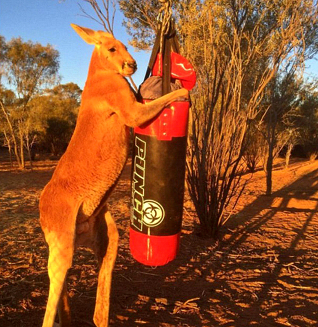 拳击袋鼠是哪个国家的体育吉祥物?