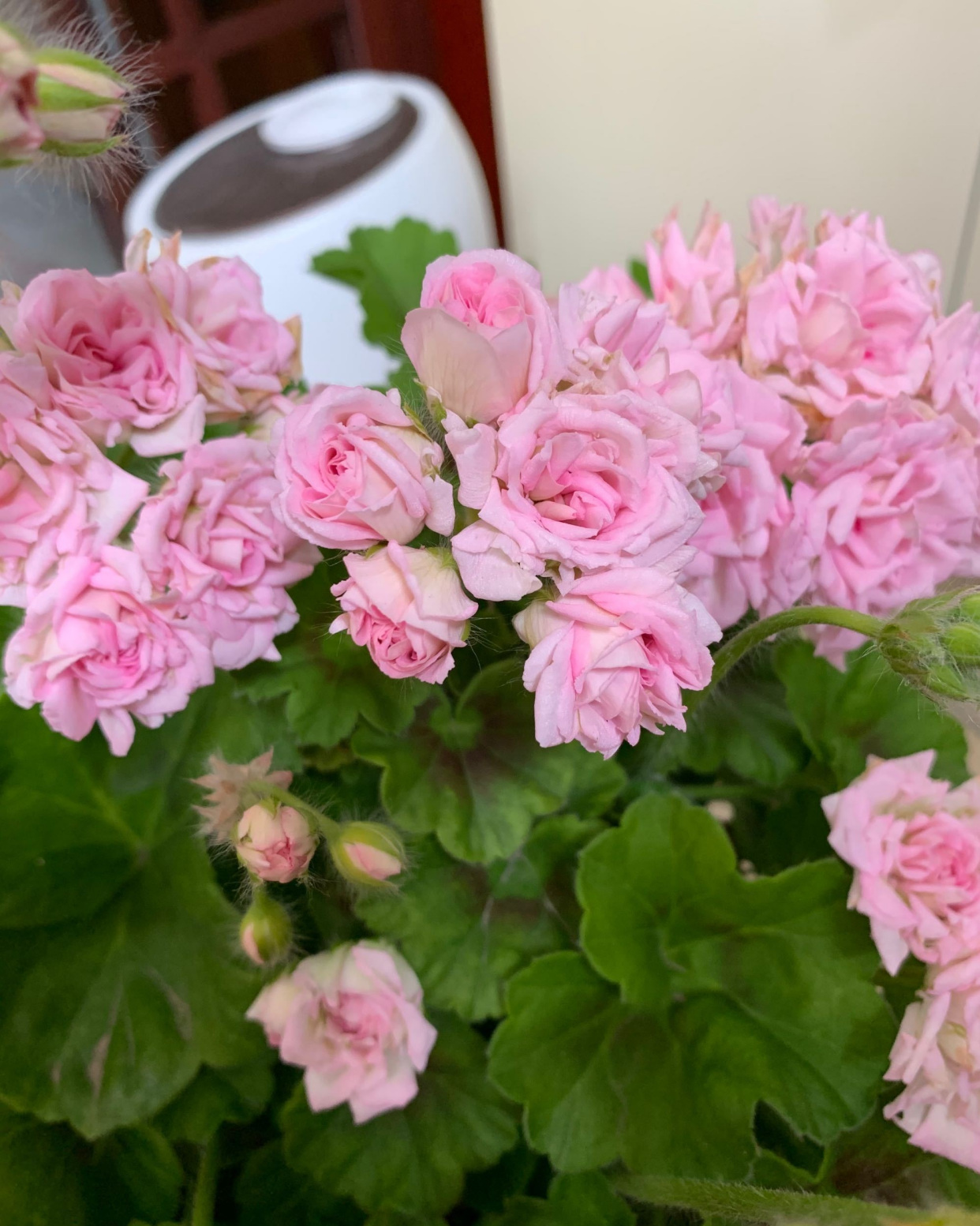 天竺葵"白鼠"—花美若玫瑰,丰花勤花,栽培简单,很值得拥有