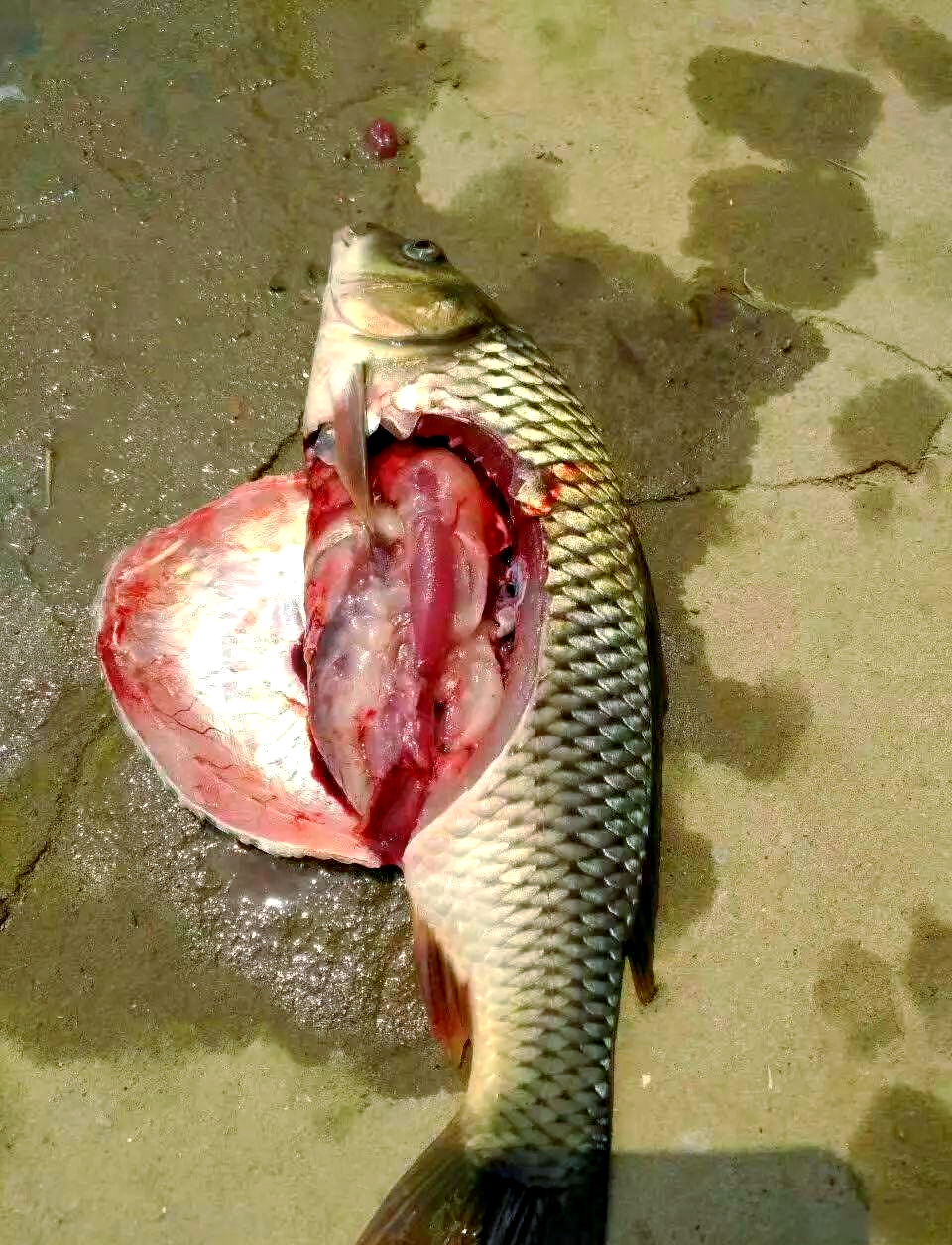 鲤鱼出血病全面防治策略,保障鱼群健康