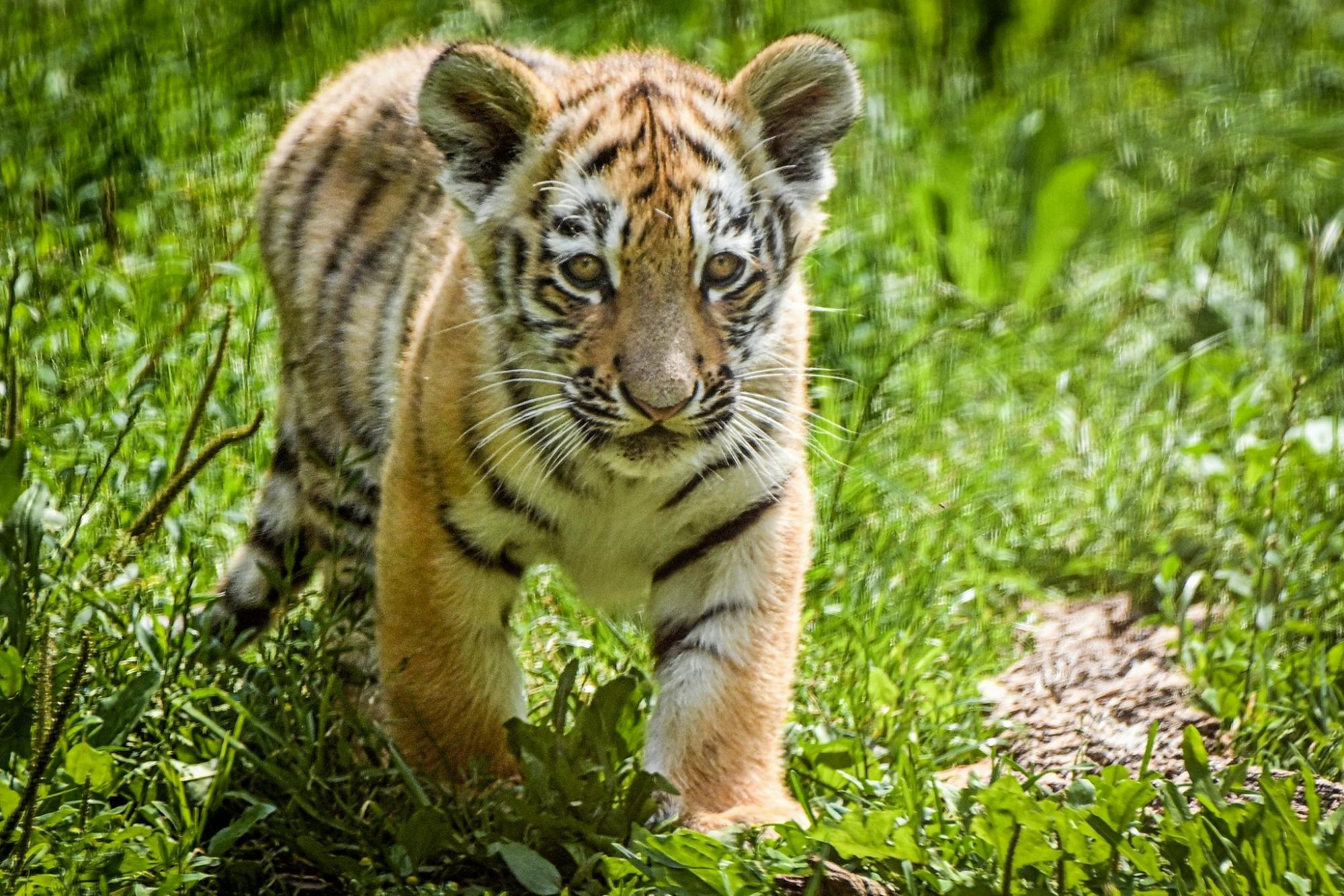 杜伊斯堡动物园的小老虎