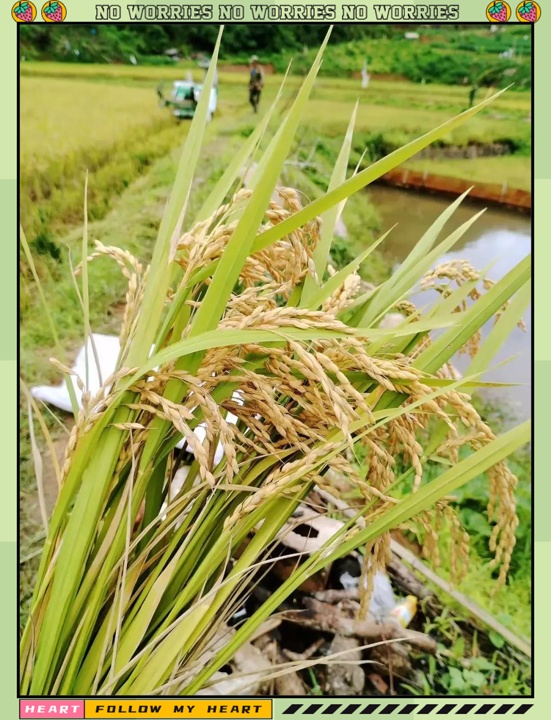 酒井乡水稻丰收,新技术助力粮食高产