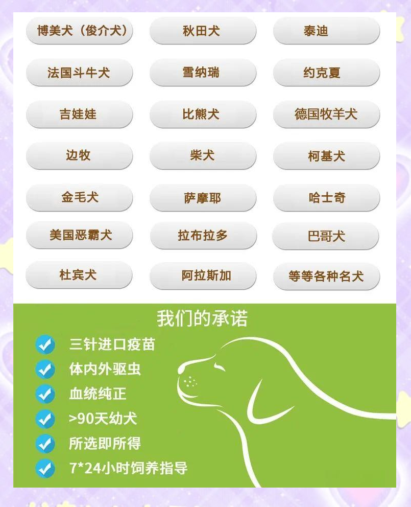 看拉布拉多正版的网站_我要看拉布拉多狗