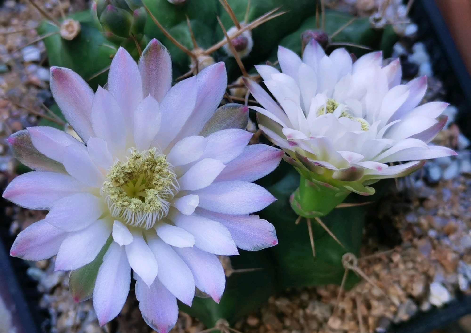 一种以"牡丹"为名的仙人球,花朵超美,每年开多次,皮实还好养