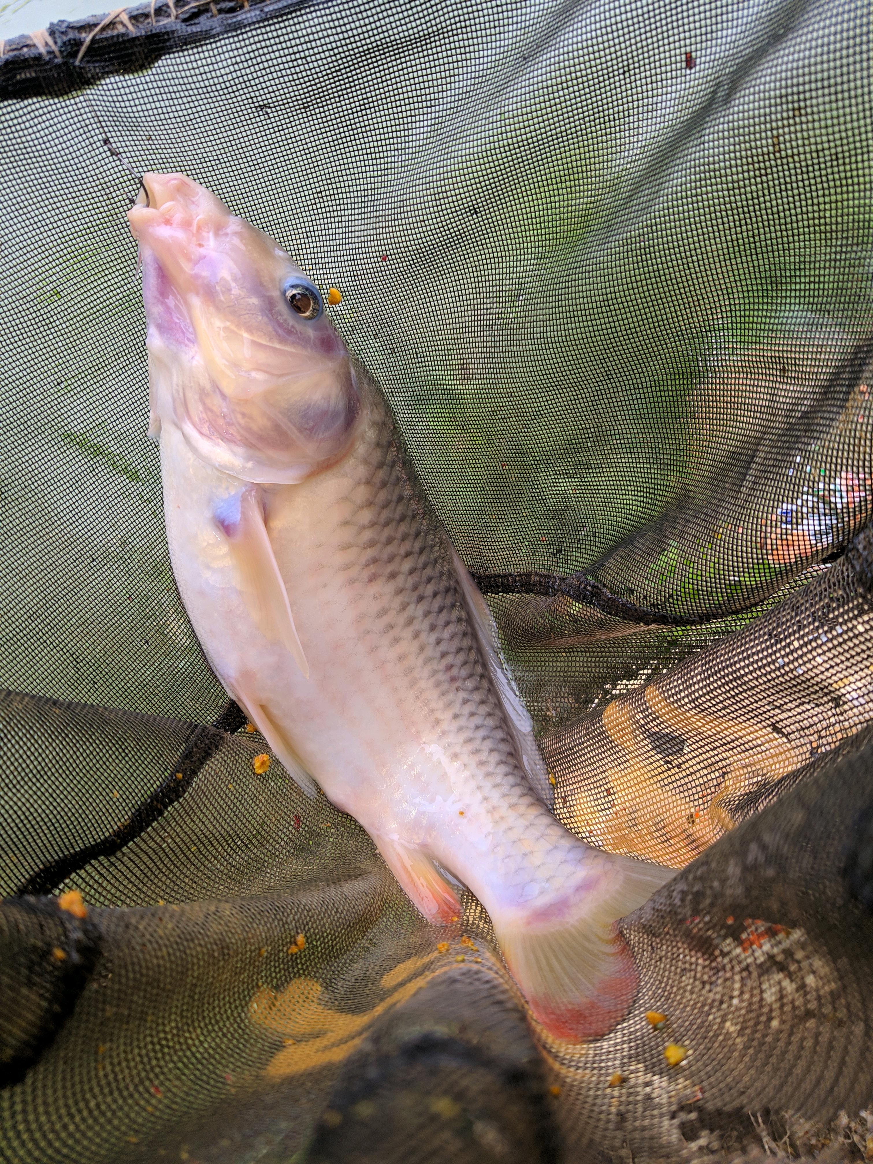 北江禾花鲤大爆发,将成生态问题?钓鱼人一天轻松钓50斤