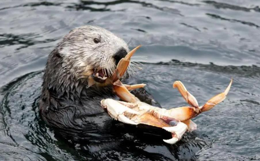 海獭:会使用工具的海兽,聪明的它们需要我们共同的保护