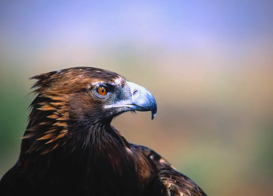 雄鹰:蓝天之王者,象征智慧与力量