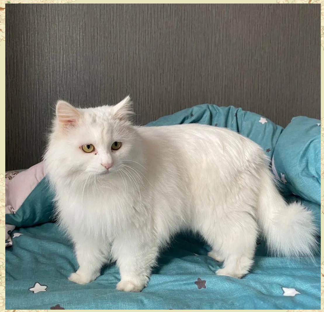 山东狮子猫:中华田园猫中的颜值与品质并存之选