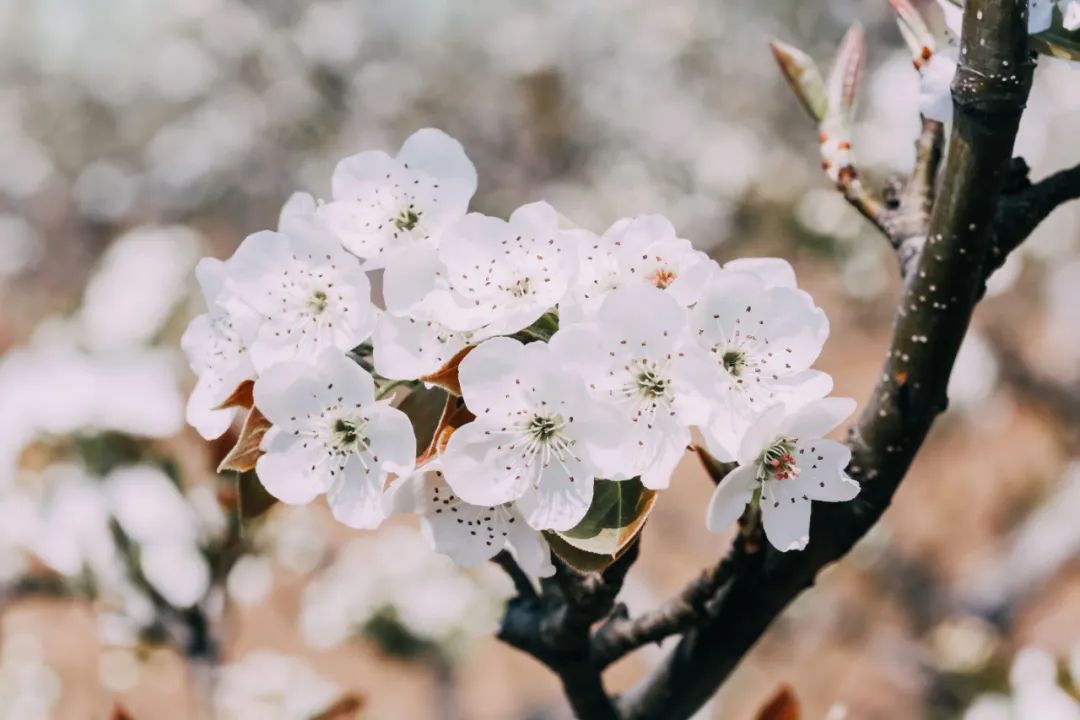 梨花图片唯美图片壁纸图片