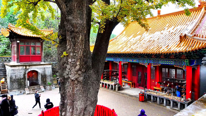 惊艳!邂逅冬日里的淌豆寺