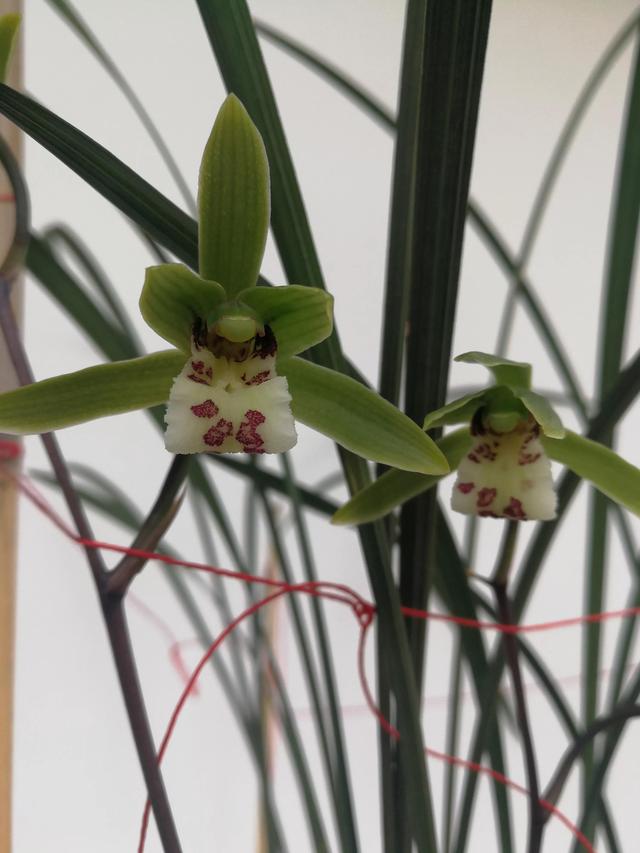 兰花界中以一个县名命名的兰花一一丘北冬蕙兰,迎接冬天的到来