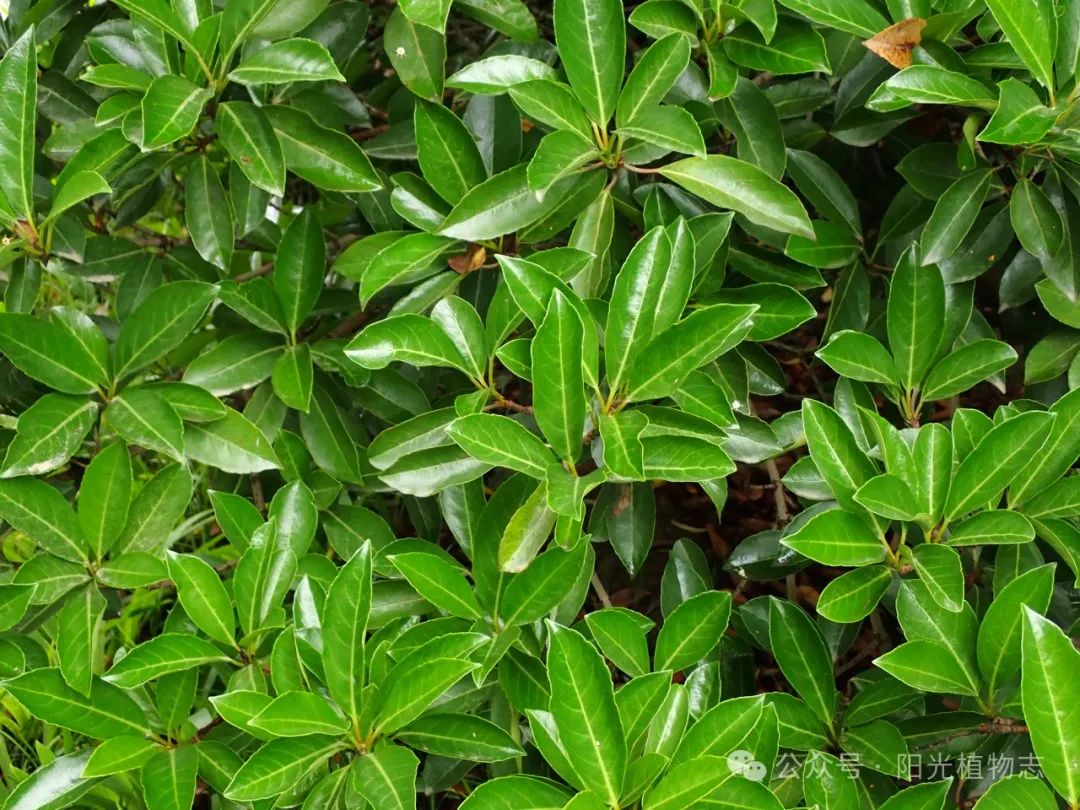 在洛阳植物园见到了一种忍冬科的珊瑚树,小花还没开,叶子油绿得脆爽