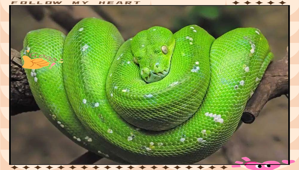 探索自然界中的多种绿色蛇类